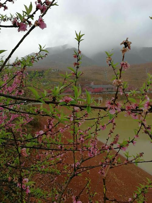 桃花盛开的科技力量 《桃花源记》在湘乡农业发展中的现实映射